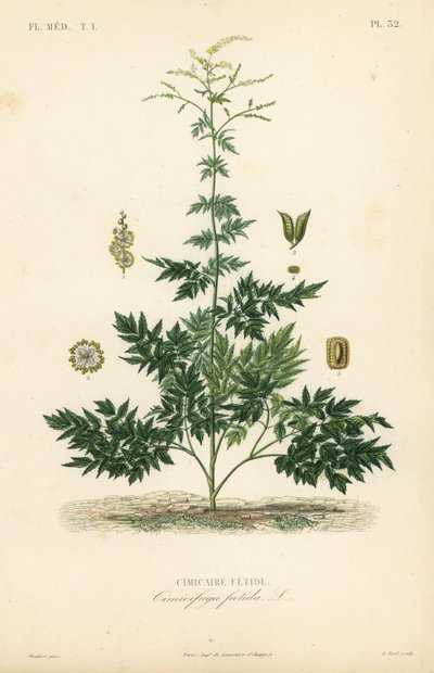 Cimicaire fétide, Actaea cimicifuga, Cimicifuga foetida - Unbekannt