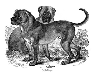 Bouledogue, 1848 - Unbekannt