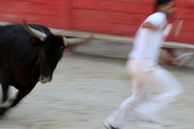 Course camarguaise. Un spectacle sans effusion de sang (pour les taureaux) où l