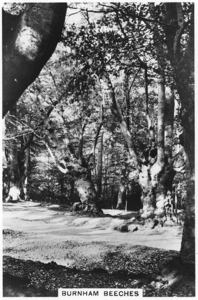 Burnham Beeches, Buckinghamshire, 1937 - Unbekannt