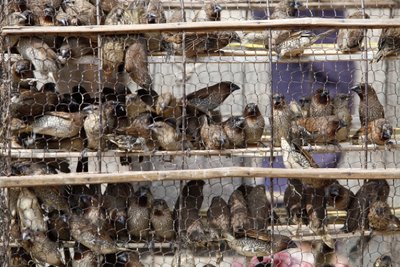Oiseaux en cage Udong Cambodge - Unbekannt