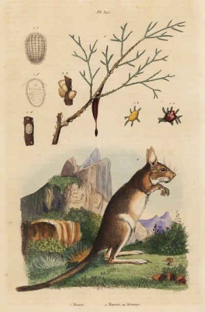 Lièvre du Cap, Lepus capensis 2, et frêne à manne, Fraxinus ornus 1 - Unbekannt