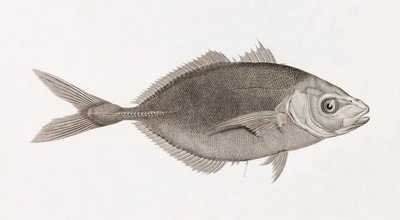 Caranx Lune (gros plan) - Unbekannt