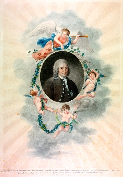 Carl von Linné, naturaliste et médecin suédois, 1807 - Unbekannt