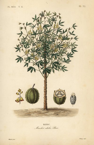 Manioc, yuca ou manioc, Manihot esculenta, Manihot edulis - Unbekannt