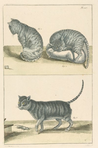 Chats - Unbekannt