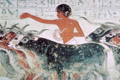 Bétail amené pour inspection : peinture murale de la tombe de Nebamun n°5, Égypte, vers 1350 av. J.-C. - Unbekannt