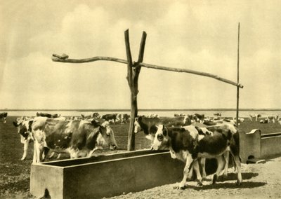Bétail buvant à un abreuvoir, Burgenland, Autriche, vers 1935 - Unbekannt