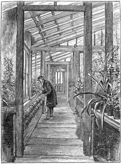 Charles Darwin 1809-1882, naturaliste anglais, dans sa serre - Unbekannt