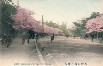 Fleurs de cerisier au parc Uyeno Tokyo, vers 1910 - Unbekannt