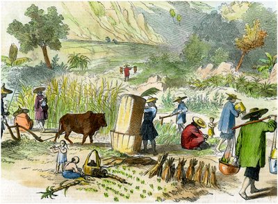 Récolte chinoise, Hong Kong, vers 1875 - Unbekannt