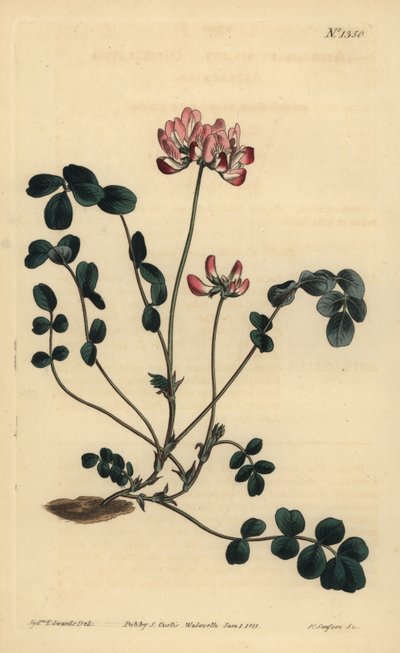 Astragale de Chine, Astragalus sinicus - Unbekannt