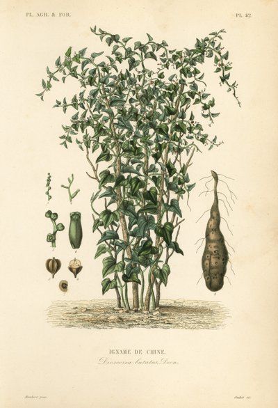 Igname de Chine, Dioscorea polystachya, Dioscorea batatas - Unbekannt