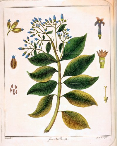 Cinchona Jesuits ou écorce péruvienne, 1795 - Unbekannt