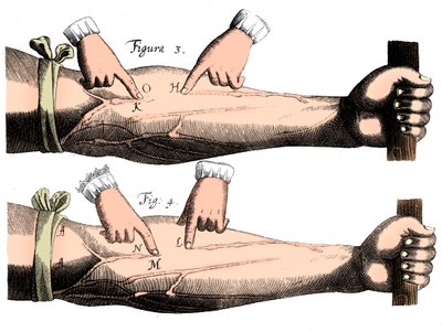 Circulation du sang, 1628 - Unbekannt