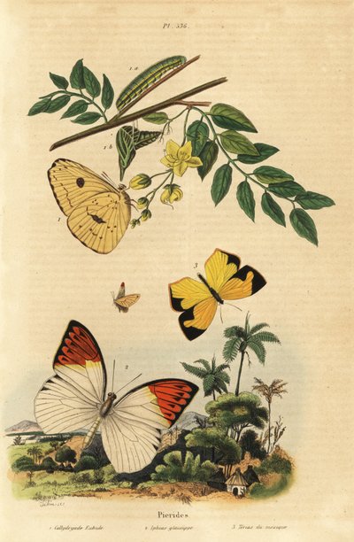 Soufre sans nuage, Phoebis sennae, grande pointe orange, Hebomoia glaucippe, et jaune mexicain, Eurema mexicana - Unbekannt