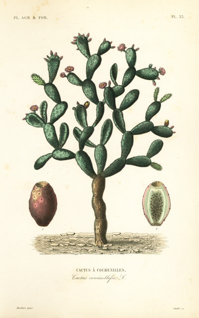 Cactus cochenille, Nopalea cochenillifera, Opuntia cochenillifera, Cactus cochenillifer, Cactus coccinellifer - Unbekannt