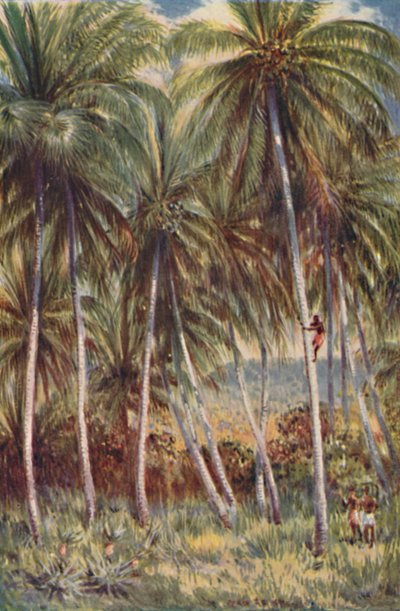 Palmiers à noix de coco dans le nord du Queensland, 1923 - Unbekannt