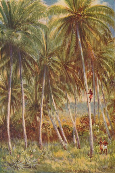 Palmiers à noix de coco, 1924 - Unbekannt