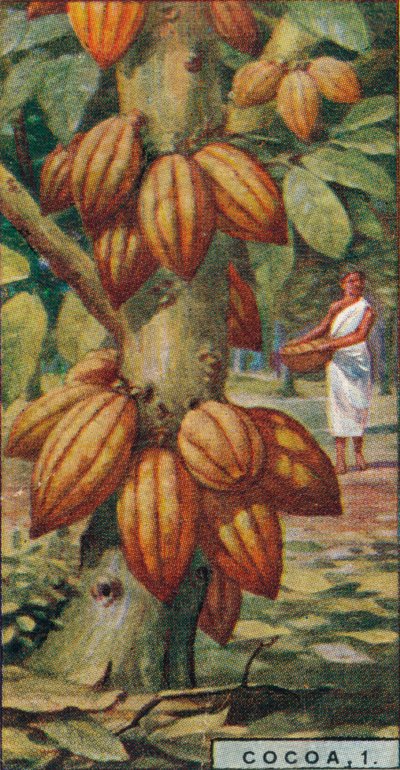 Cacao, 1. - Cacaoyer, Trinidad, 1928 - Unbekannt