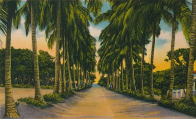 Avenue des Cocotiers, Barranquilla, années 1940 - Unbekannt