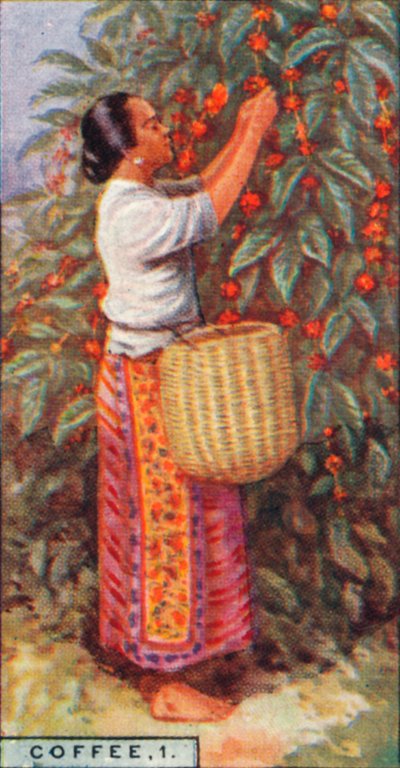 Café, 1. - Récolte des baies, Indes orientales, 1928 - Unbekannt