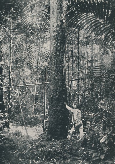 Collecte de caoutchouc, 1916 - Unbekannt