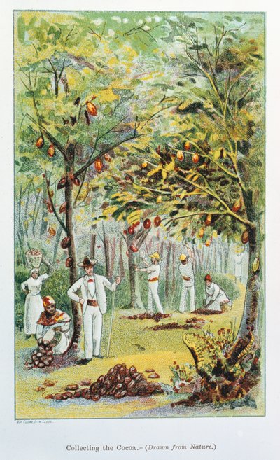 Récolte de cacao, Venezuela, 1892 - Unbekannt