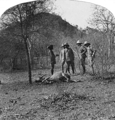 Colonel Afsurul Mulk à la chasse au tigre, Inde, 1900s - Unbekannt