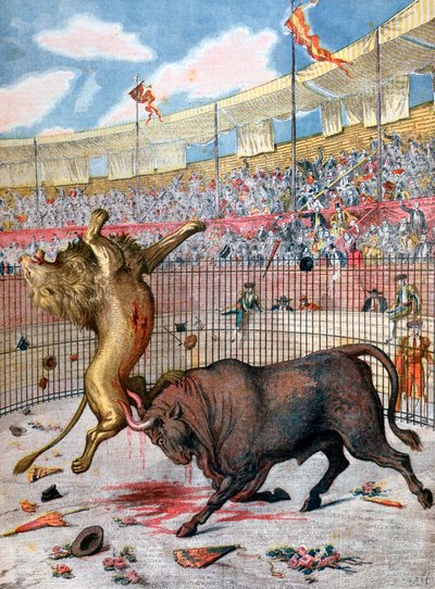 Combat entre un lion et un taureau, Espagne, 1894 - Unbekannt