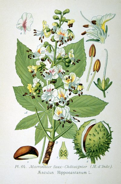Marronnier commun, 1893 - Unbekannt