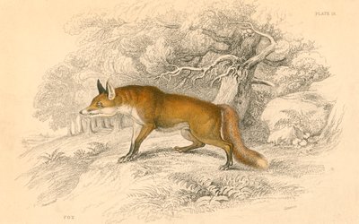 Renard commun ou roux Vulpes vulpes - Unbekannt