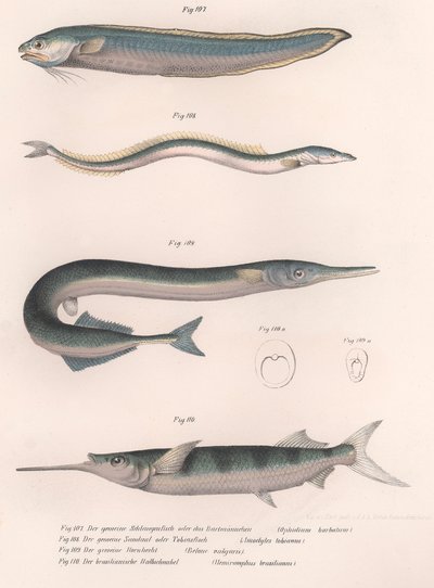 Poisson serpent commun. Anguille de sable commune. Hornhecht commun. Demi-bec brésilien, vers 1850 - Unbekannt