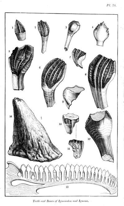 Comparaison des dents d