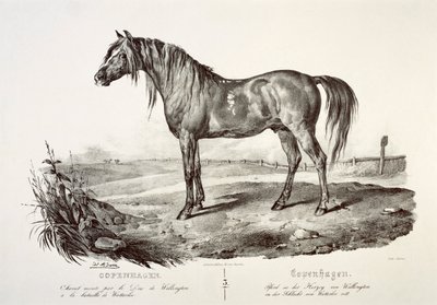 Copenhague, le cheval du duc de Wellington, 19ème siècle - Unbekannt