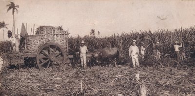 Corte de Canna. - Récolte de la canne à sucre. Cuba, vers 1900 - Unbekannt