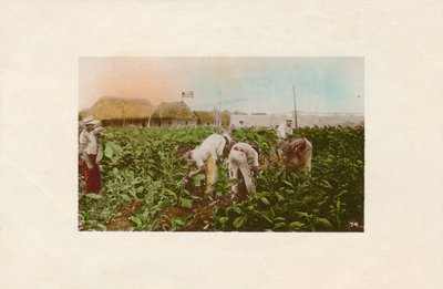 Cosecha de tabaco. - Plantation de tabac - Unbekannt