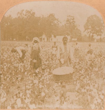 Cueillette de coton, c1900 - Unbekannt
