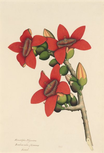 Fleurs de cotonnier - Unbekannt