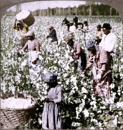 Le coton est roi - scène de plantation avec des cueilleurs au travail. Géorgie - Unbekannt