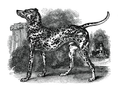 Chien dalmatien, 1848 - Unbekannt
