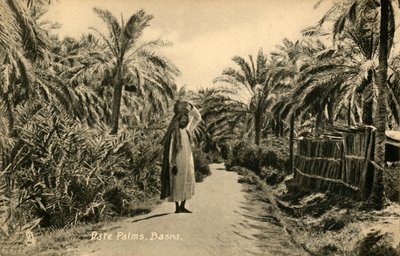 Palmiers dattiers, Bassora, vers 1918-1939 - Unbekannt