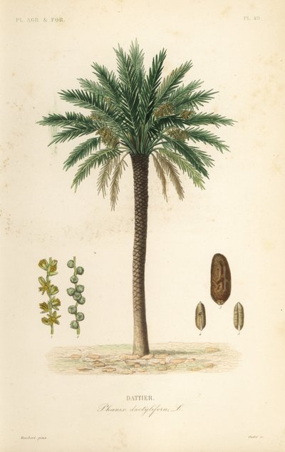 Dattier, Phoenix dactylifera - Unbekannt