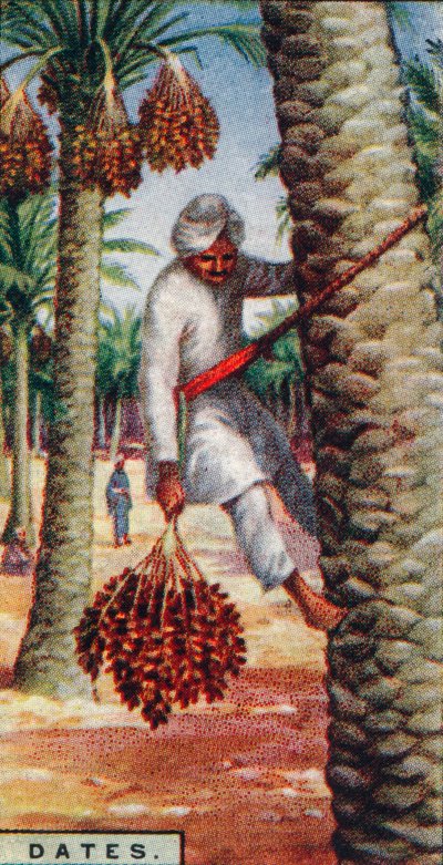 Dattes - Récolte des fruits, Afrique du Nord, 1928 - Unbekannt