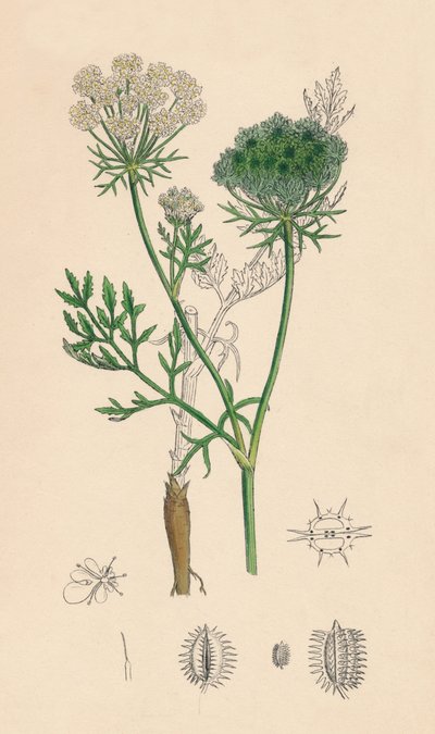 Daucus Carota. Carotte sauvage, 19e siècle - Unbekannt
