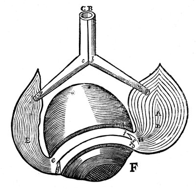 Représentation des muscles antagonistes de l