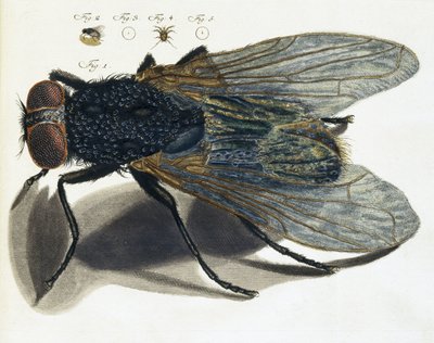 Description au microscope d