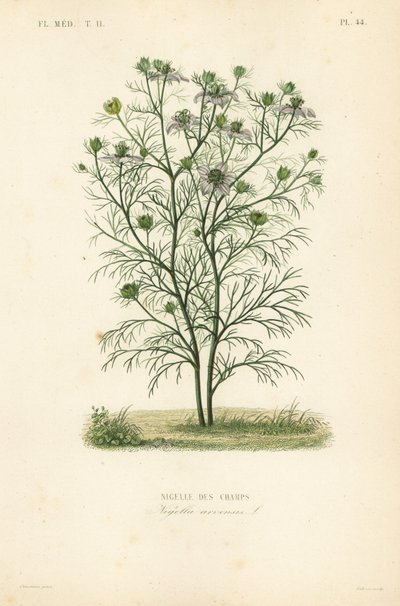 Nigelle des champs - Unbekannt