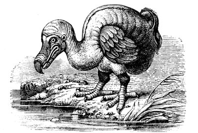 Dodo, 1884 - Unbekannt