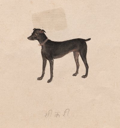 Chien, 1800s - Unbekannt